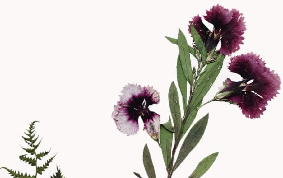Wildcrafted Beauty, Naturally Refined